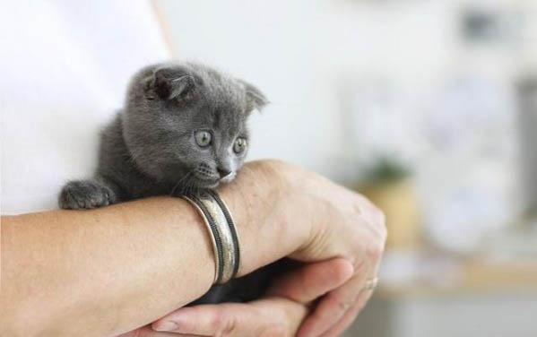 猫咪手臂肿了是怎么回事