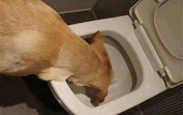 狗狗会不会换牙