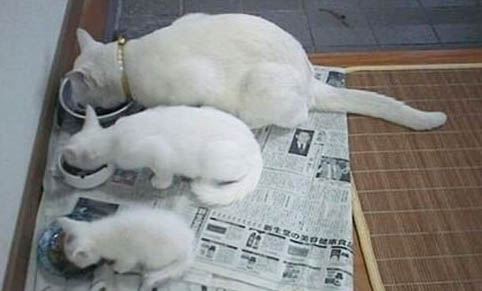 宠物猫身上有跳蚤怎么处理最好