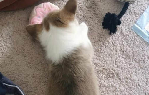 狗狗为什么会在后期吐