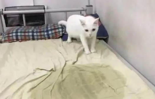 怎么让猫咪毛发变好