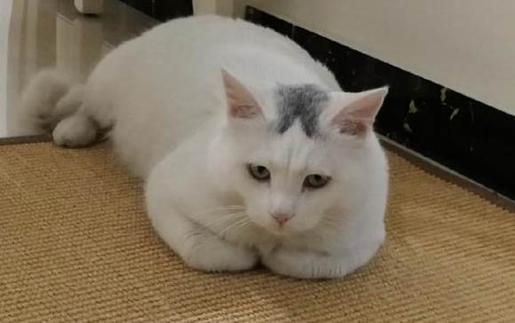 猫一般多大才抓老鼠