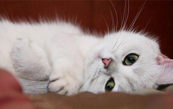 如何判断小猫几个月了