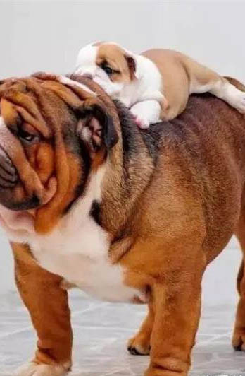 狗狗犬瘟抽搐一般持续多久