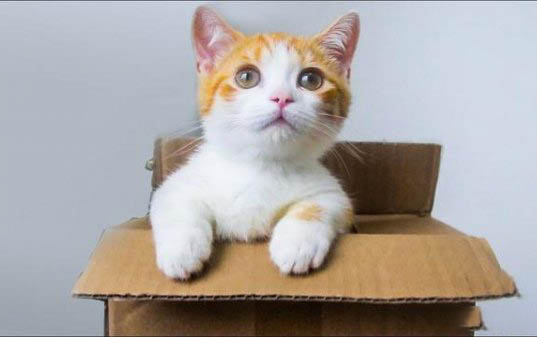 猫毛粗糙干燥如何护理