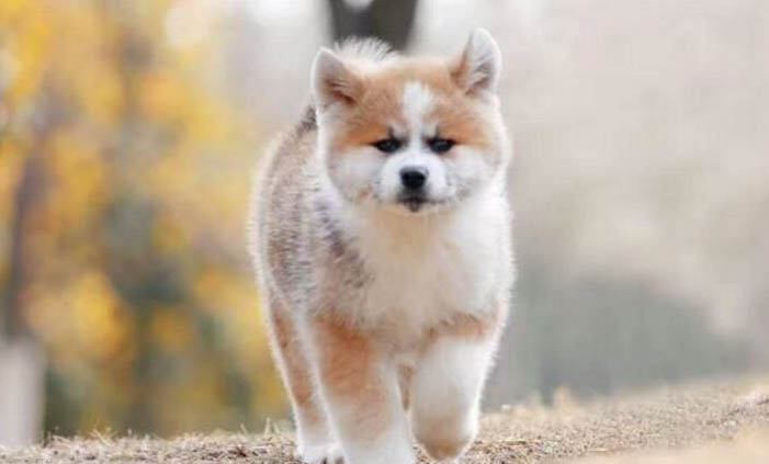 幼犬一般多大可以带出门