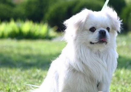 伊比赞猎犬需要怎么教