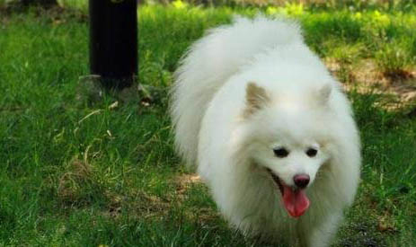 博美犬与狐狸犬的区别