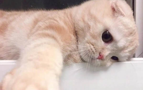 美短小猫多少钱一只