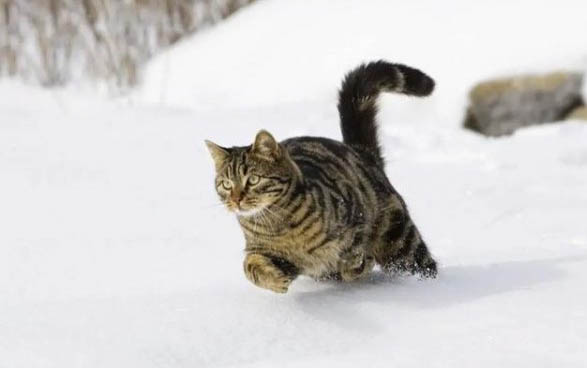 小猫流眼泪流鼻涕怎么办