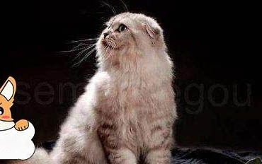 猫咪不吃不喝吐黄水