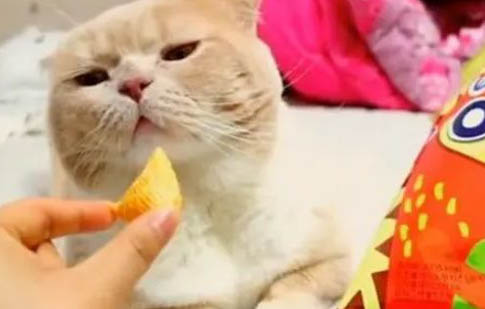 为什么猫咪没有眼睛睁大