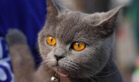 英国短毛猫多大绝育