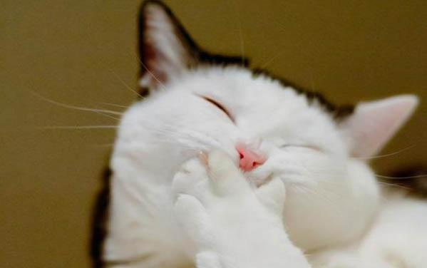猫喉咙卡到骨头的样子