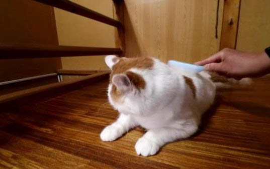 45天小猫可以吃草莓吗