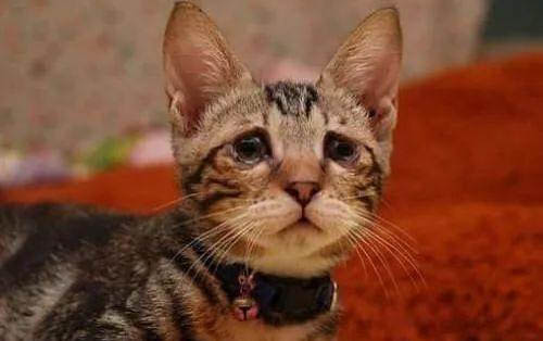 给猫剪指甲剪到血线了怎么办?