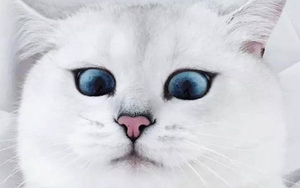猫咪肉垫上的小水泡是什么原因