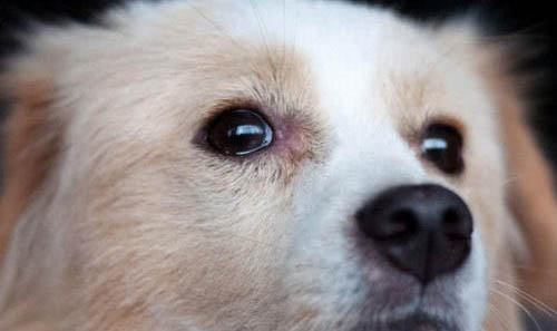 犬瘟治疗费用大概多少