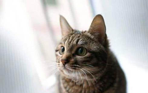 刚满月的小猫不吃不喝是怎么回事