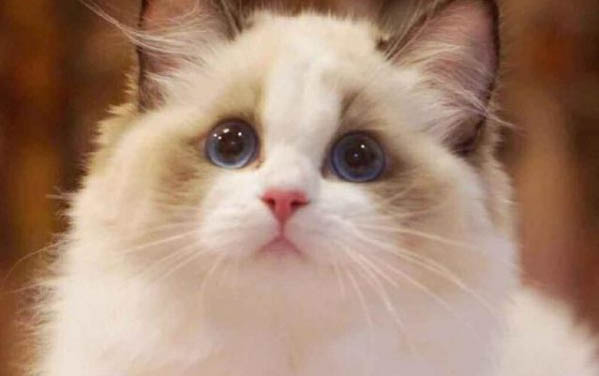 猫咪可以随时洗澡吗为什么呢