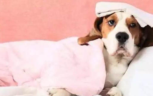拉不拉多犬多少钱一只