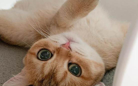 猫咪突然乱拉屎是为什么
