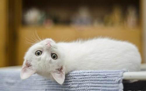 三个月小猫能吃草莓吗