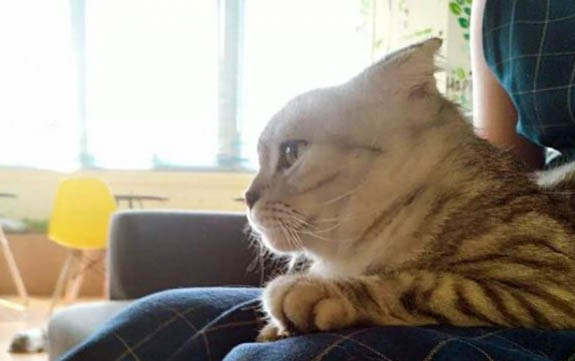 小猫关在笼子里一直叫怎么办