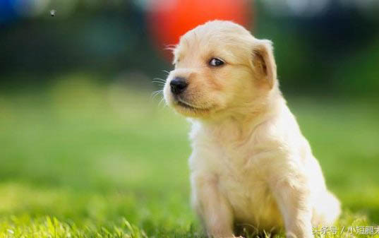 金毛犬性格有什么特点