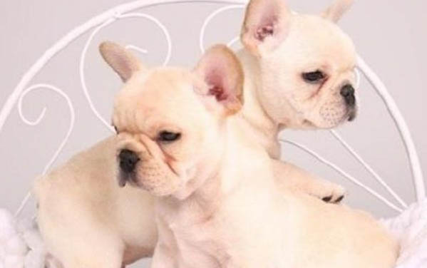 古牧吃什么狗粮好一点