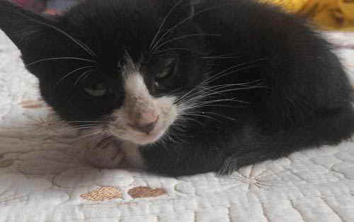 四个月大的小猫怎么喂食最合理