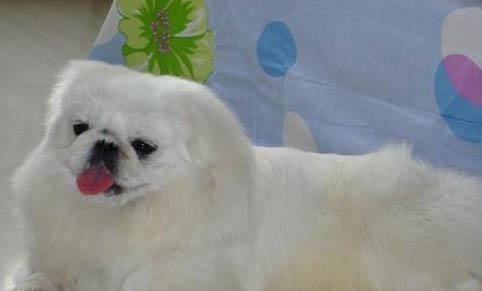 纯种黑脸北京犬价格