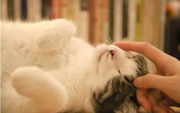 猫子宫蓄脓初期症状图片