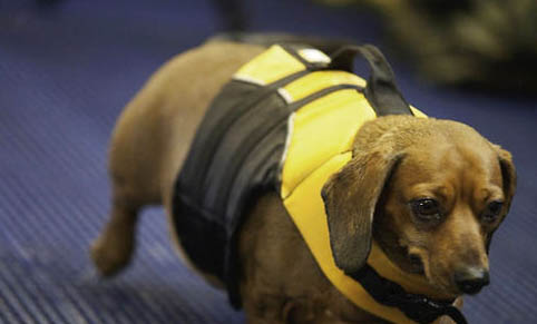打犬瘟单抗多久打疫苗