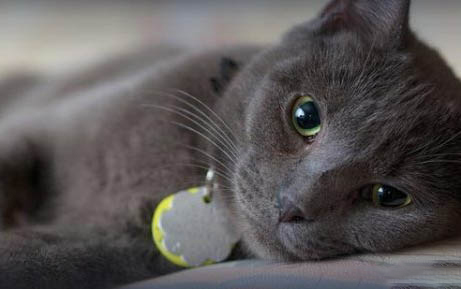 猫咪的体外驱虫多久可以彻底驱干净？
