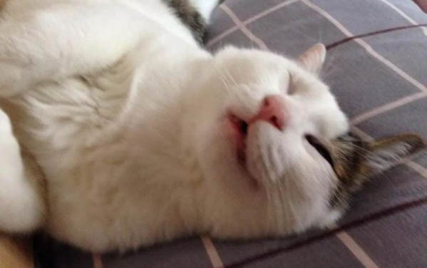 小猫咪有耳螨怎么办用什么药