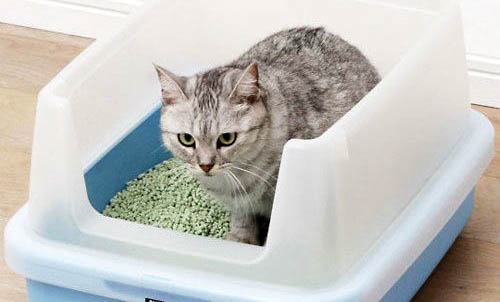 猫咪口腔溃疡怎么办?