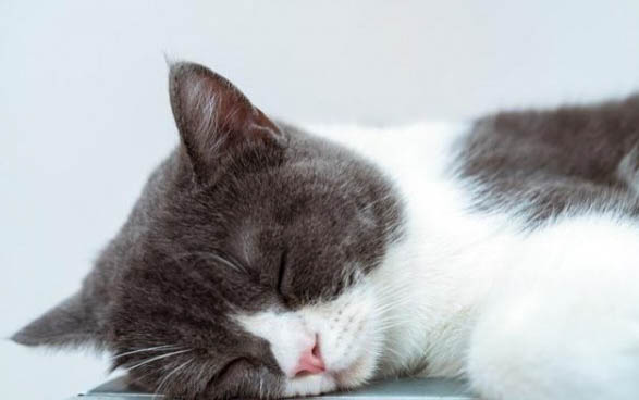 有猫包可以带猫上地铁吗