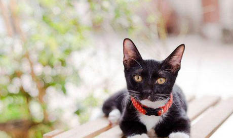 被家养的猫抓伤出血一定会得病吗