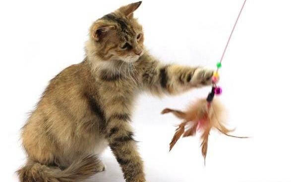如何驯服怕人的小猫