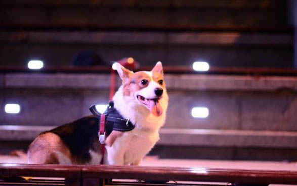 挪威布哈德犬一般能活多久