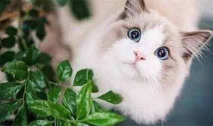布偶猫耳朵后掉毛或者毛长不好的原因有哪些