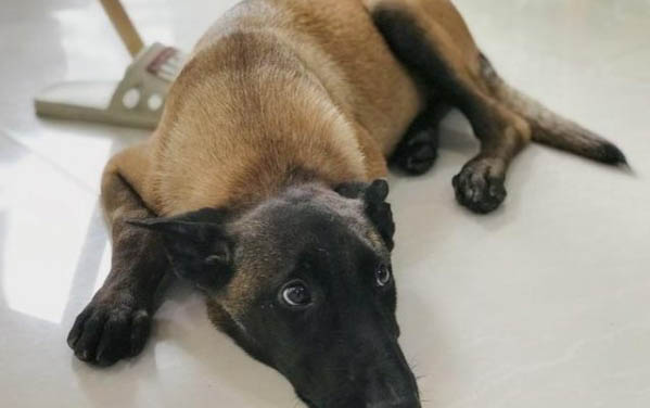 狗狗身上长蜱虫怎么办