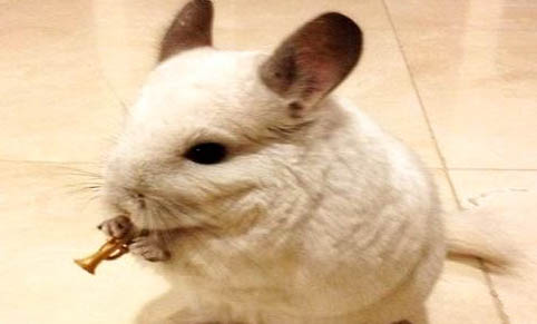 龙猫常见疾病有哪些