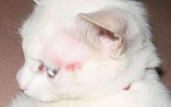 猫癣的诊断治疗方法