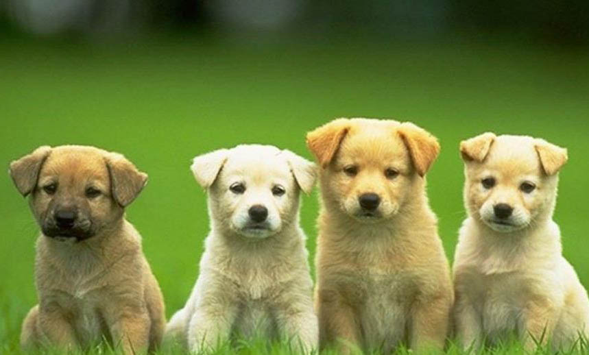 为什么狗狗3个月毛特别糙