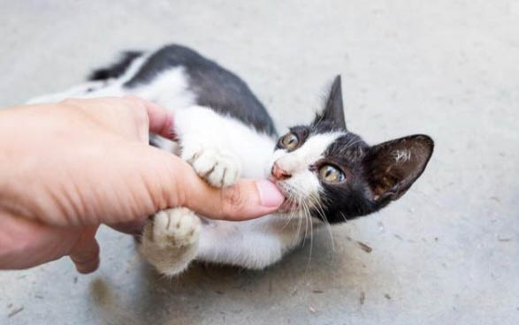 新生小猫不吃奶老叫唤什么病呢