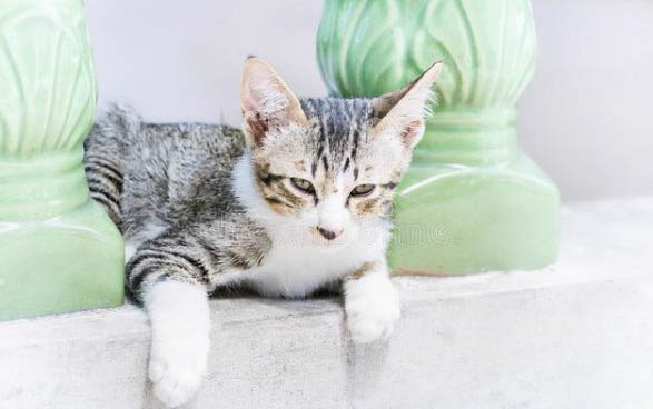 猫喝羊奶的好处和坏处