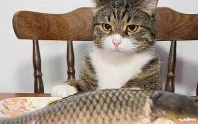 猫咪吐黄水没食欲怎么回事