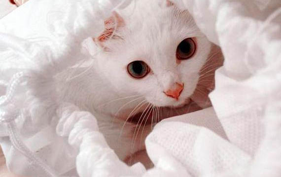 小猫咪一直发出咕噜咕噜的声音正常吗